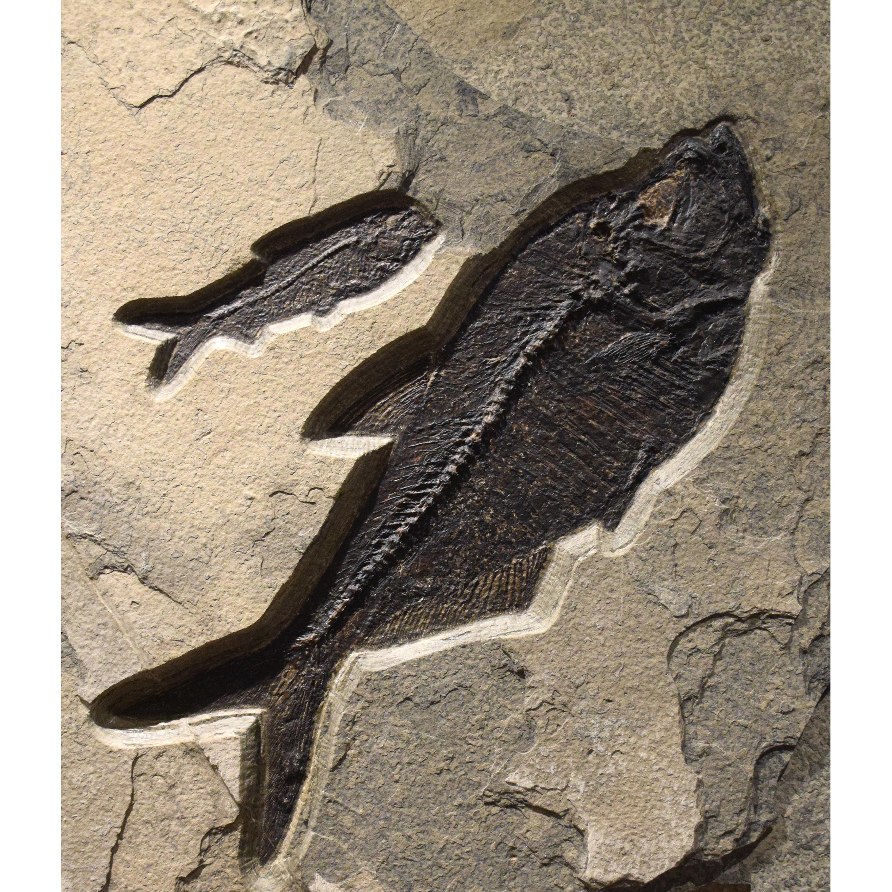 XXI secolo e contemporaneo Murale di pesce fossile di 50 milioni di anni fa dalla Formazione del Green River, Wyoming in vendita