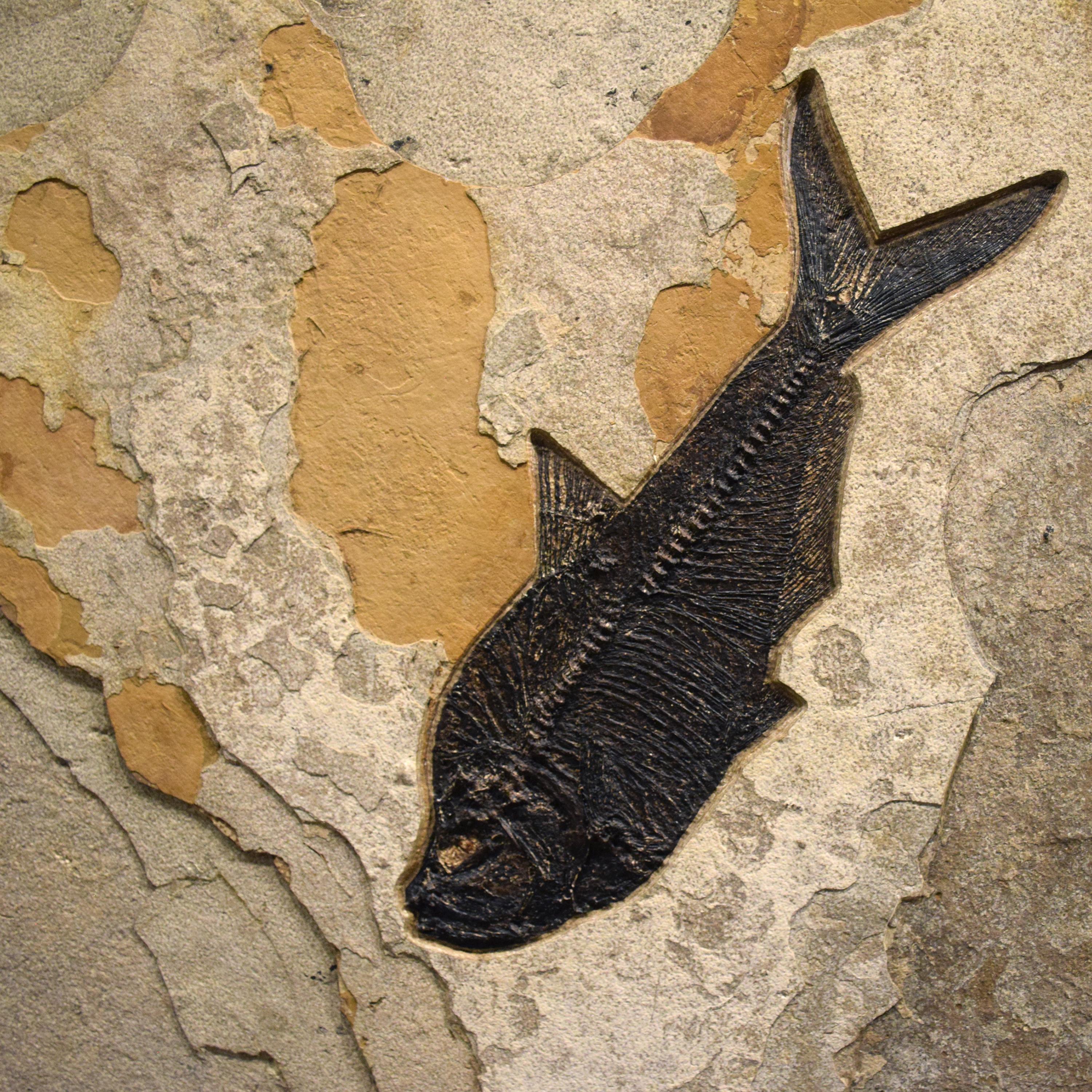 Contemporary 50 Million Year Old Fossil Fish Mural from the Green River Formation, Wyoming