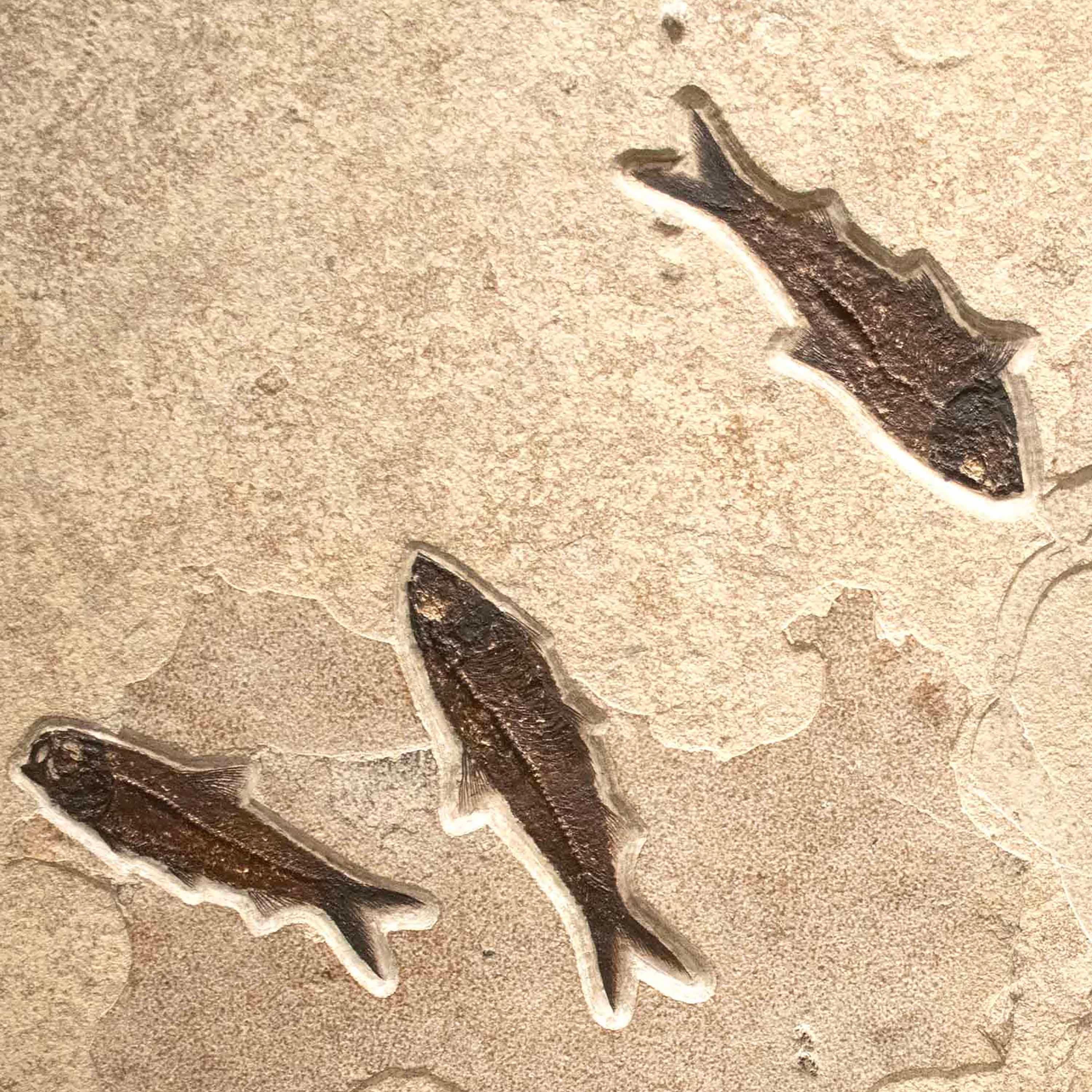 Mural de peces fósiles de 50 millones de años de la Formación Green River, Wyoming Siglo XXI y contemporáneo en venta