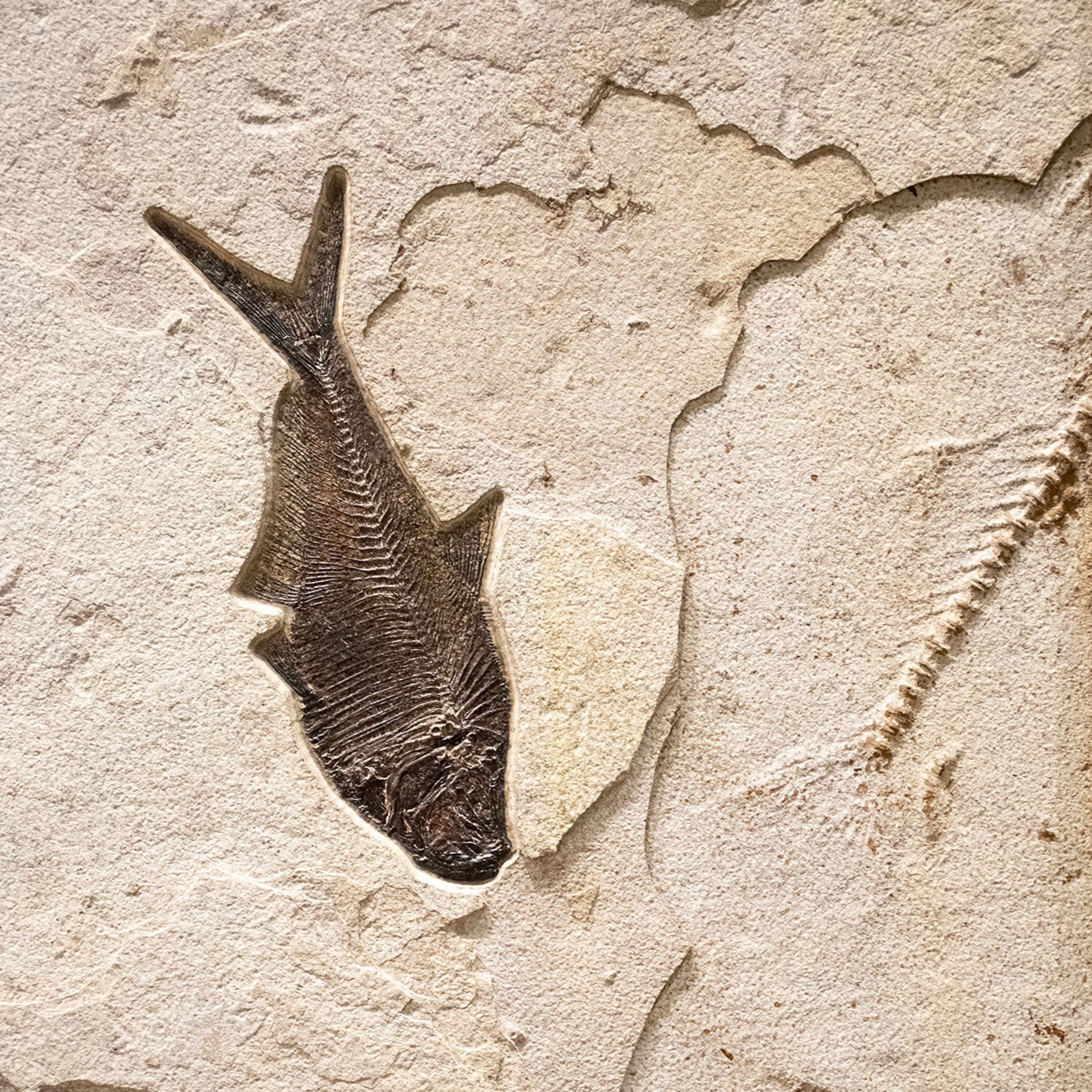 XXI secolo e contemporaneo Murale di pesce fossile di 50 milioni di anni fa dalla Formazione del Green River, Wyoming in vendita