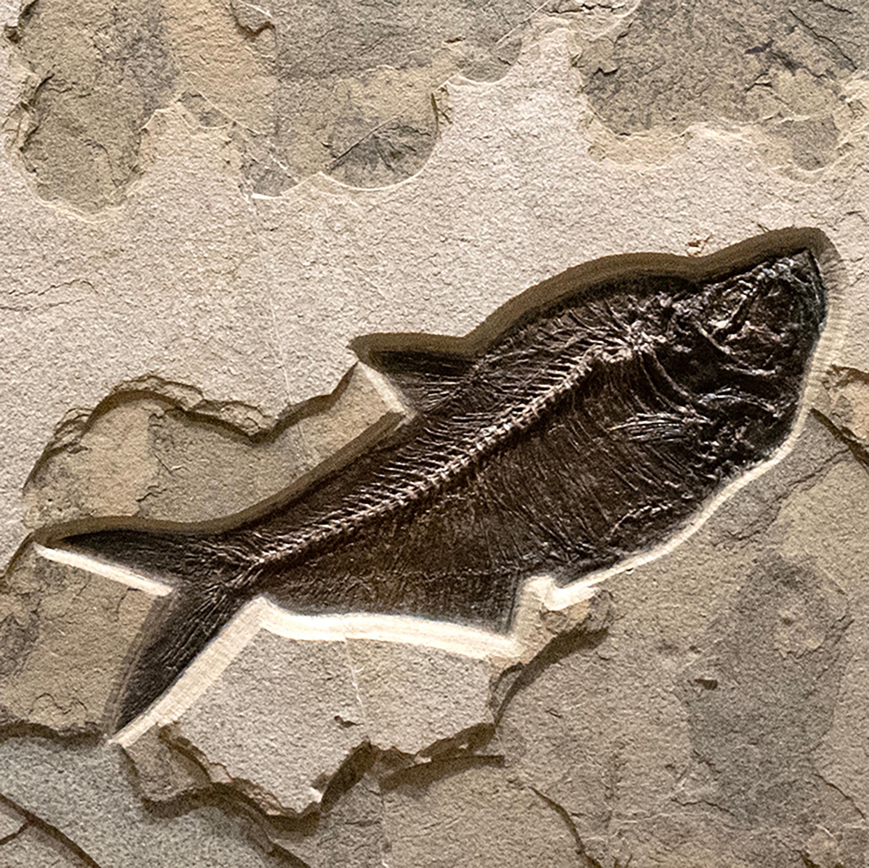 XXI secolo e contemporaneo Murale di pesce fossile di 50 milioni di anni fa dalla Formazione del Green River, Wyoming in vendita