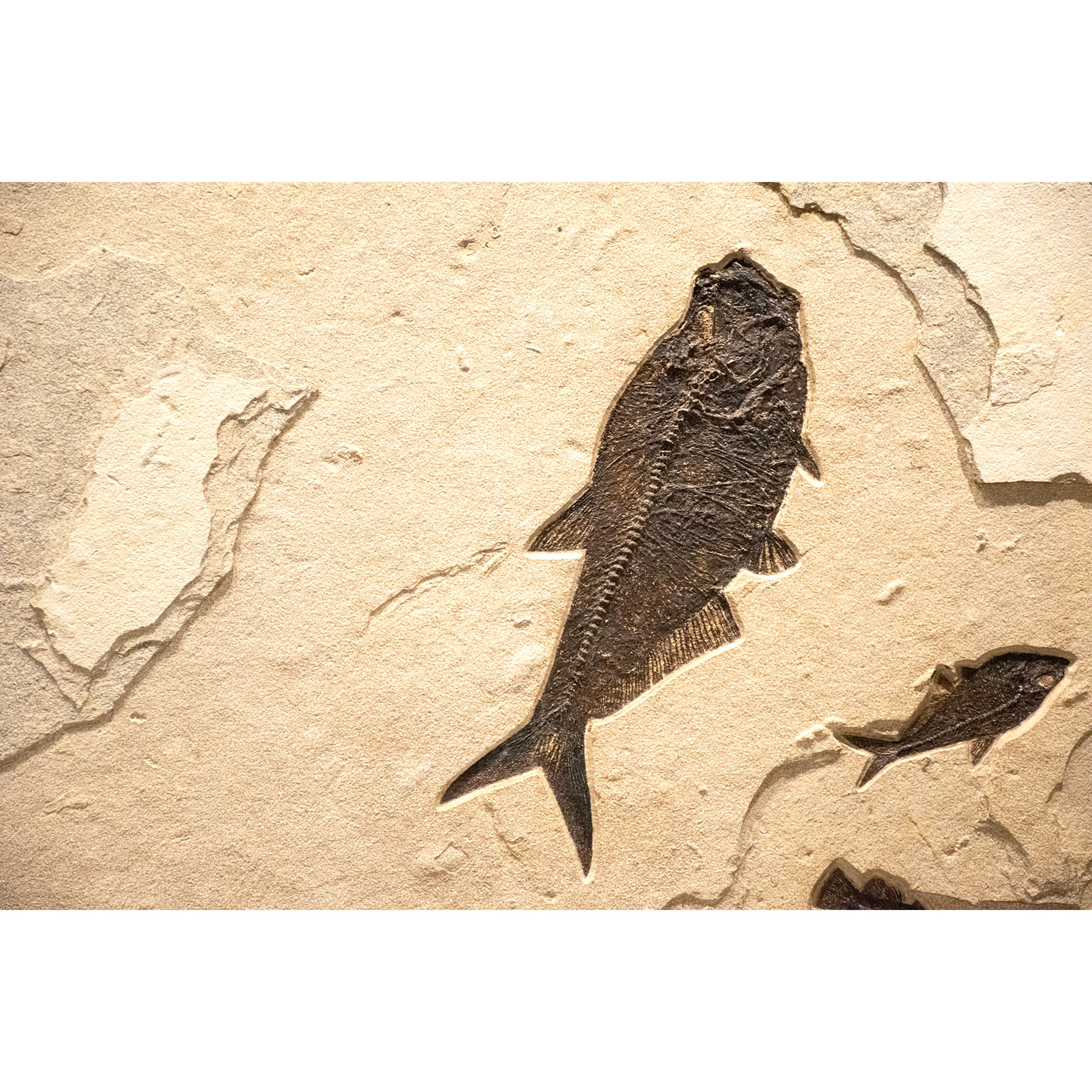 XXI secolo e contemporaneo Murale di pesce fossile di 50 milioni di anni fa dalla Formazione del Green River, Wyoming in vendita