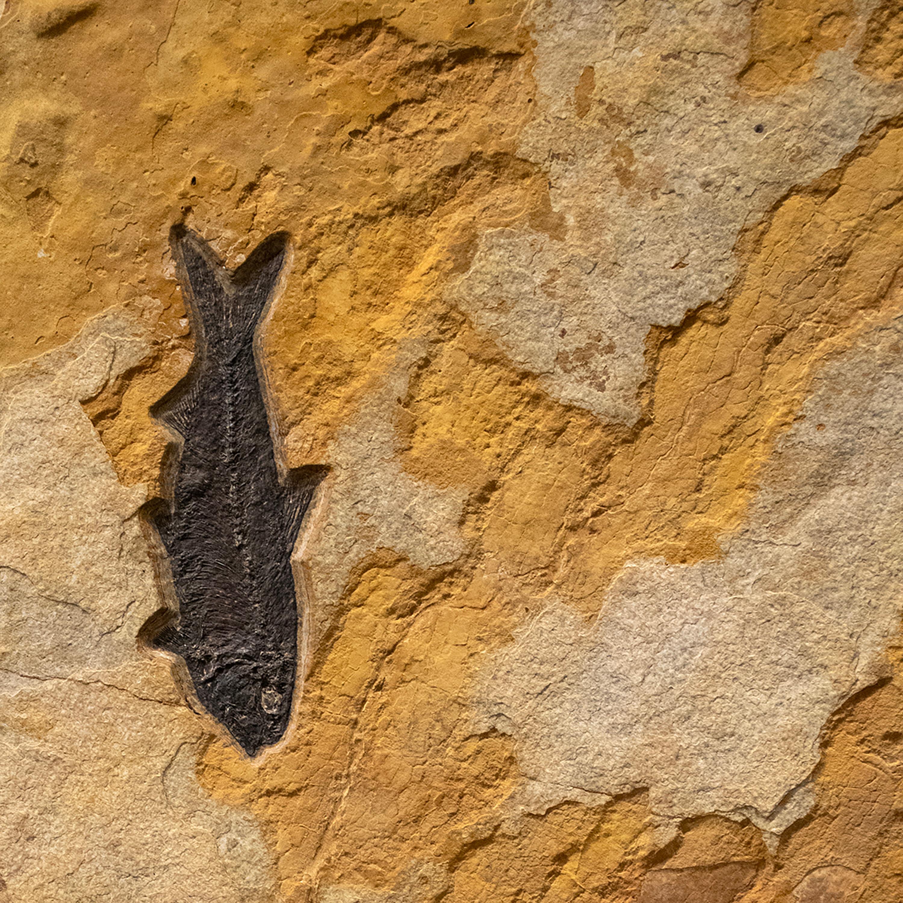 XXI secolo e contemporaneo Murale di pesce fossile di 50 milioni di anni fa dalla Formazione del Green River, Wyoming in vendita