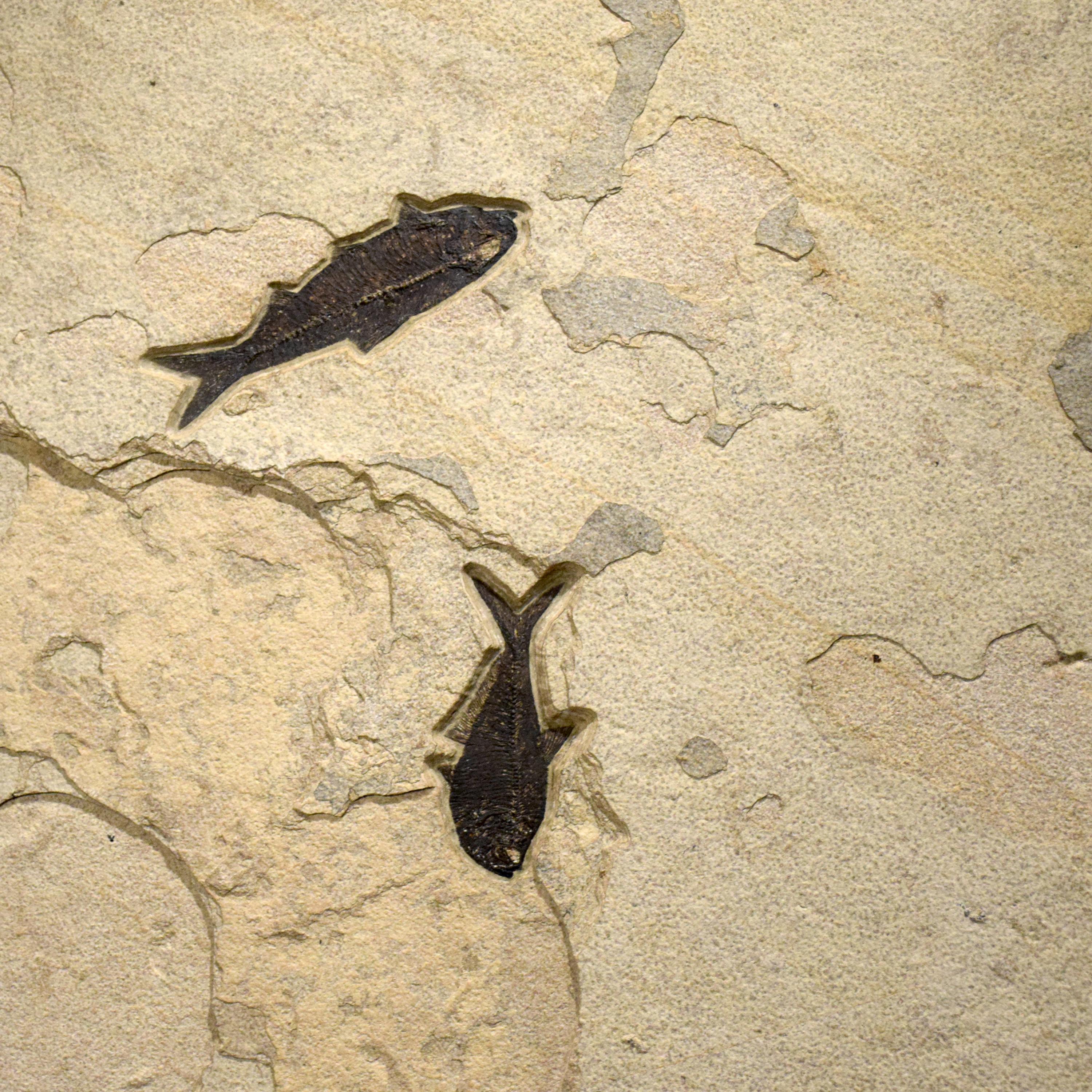 XXIe siècle et contemporain Peinture murale d'un poisson fossile vieux de 50 millions d'années provenant de la formation de Green River, Wyoming en vente