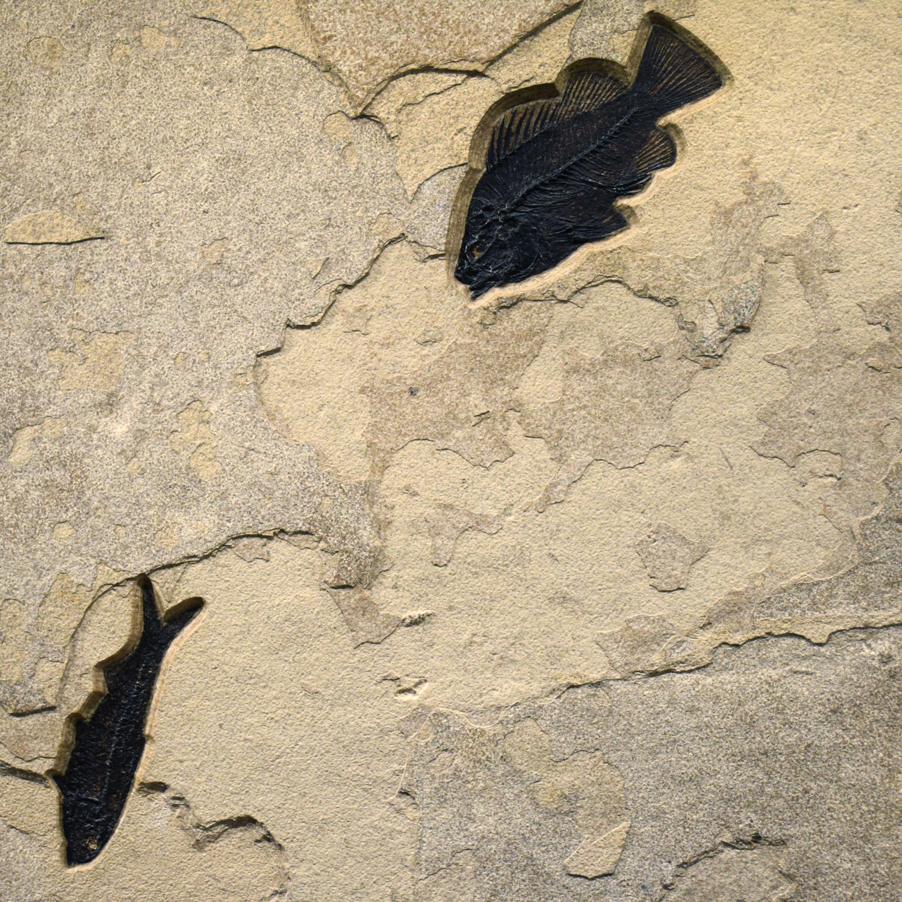 50 Millionen Jahre alte Fossil-Fisch-Wandmalerei aus der Formation des grünen Flusses, Wyoming (21. Jahrhundert und zeitgenössisch) im Angebot