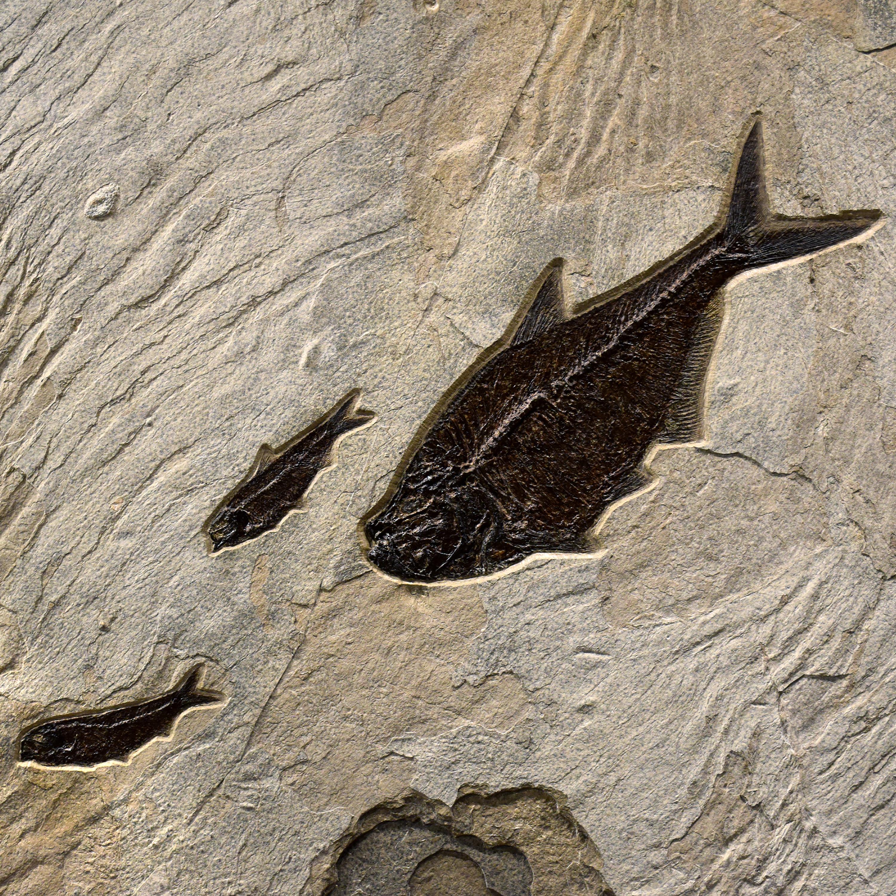 Contemporary 50 Million Year Old Fossil Fish Mural from the Green River Formation, Wyoming For Sale