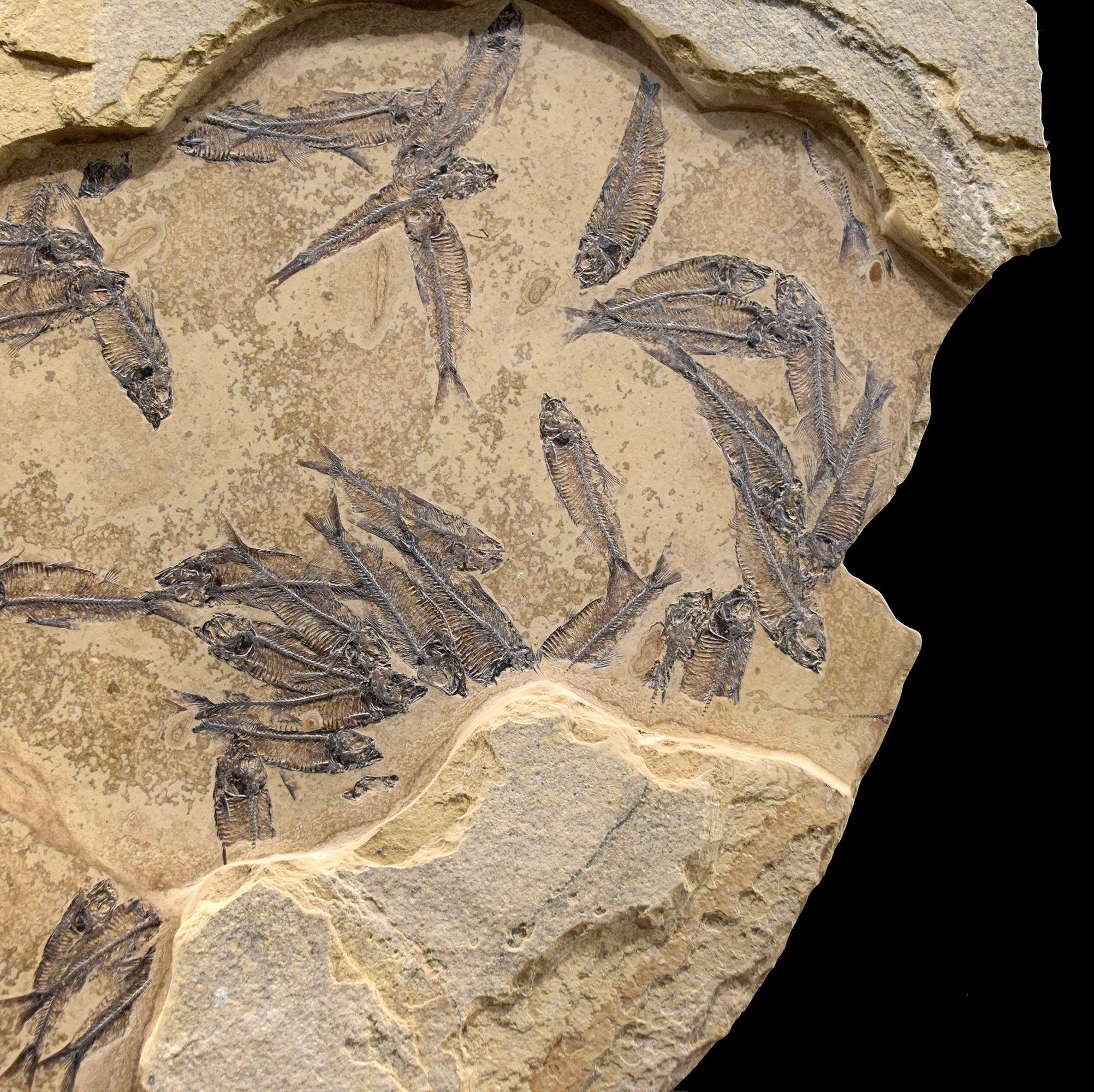 50 Millionen Jahre alte Fossil-Fisch-Wandmalerei aus der Formation des grünen Flusses, Wyoming (21. Jahrhundert und zeitgenössisch) im Angebot