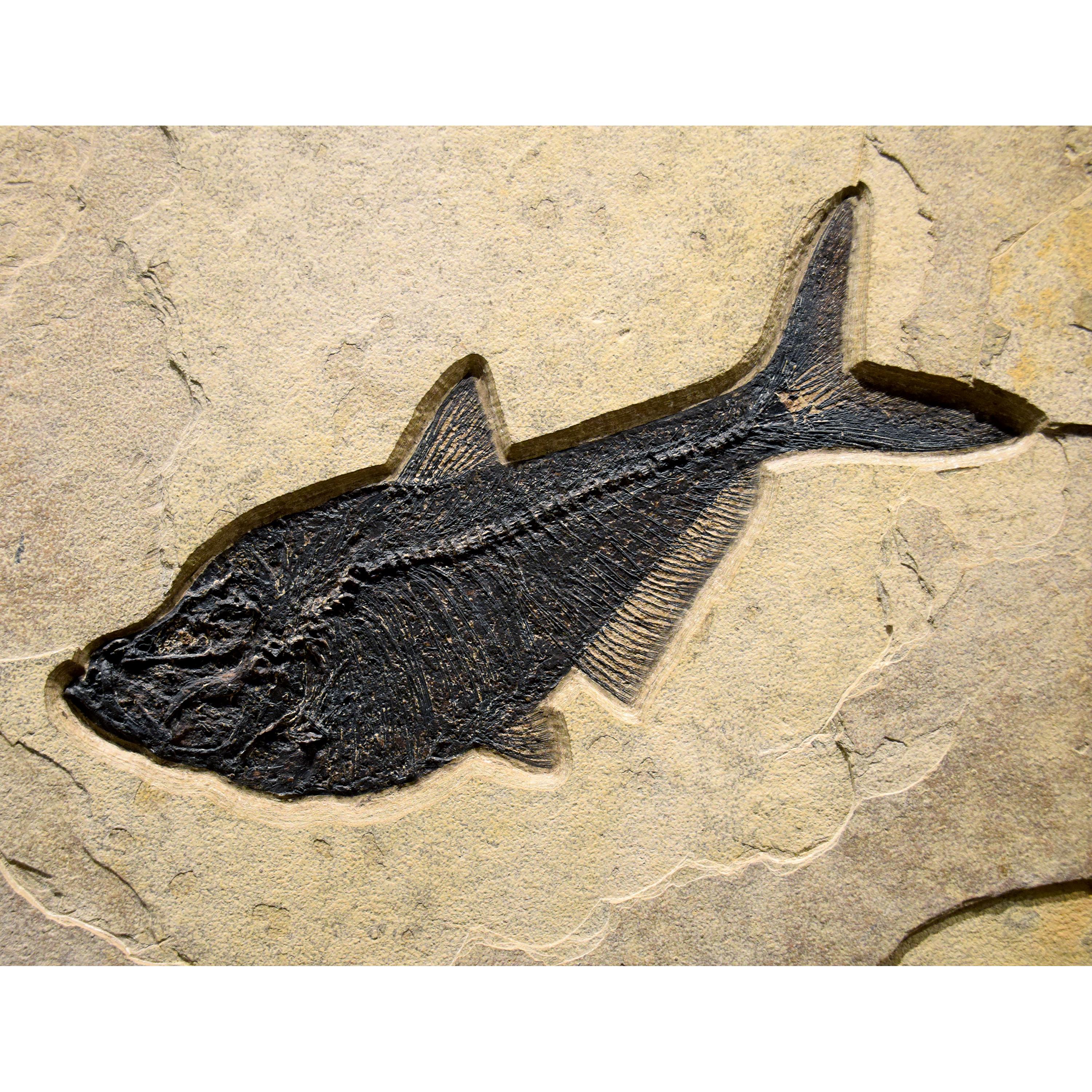 XXIe siècle et contemporain Peinture murale d'un poisson fossile vieux de 50 millions d'années provenant de la formation de Green River, Wyoming en vente