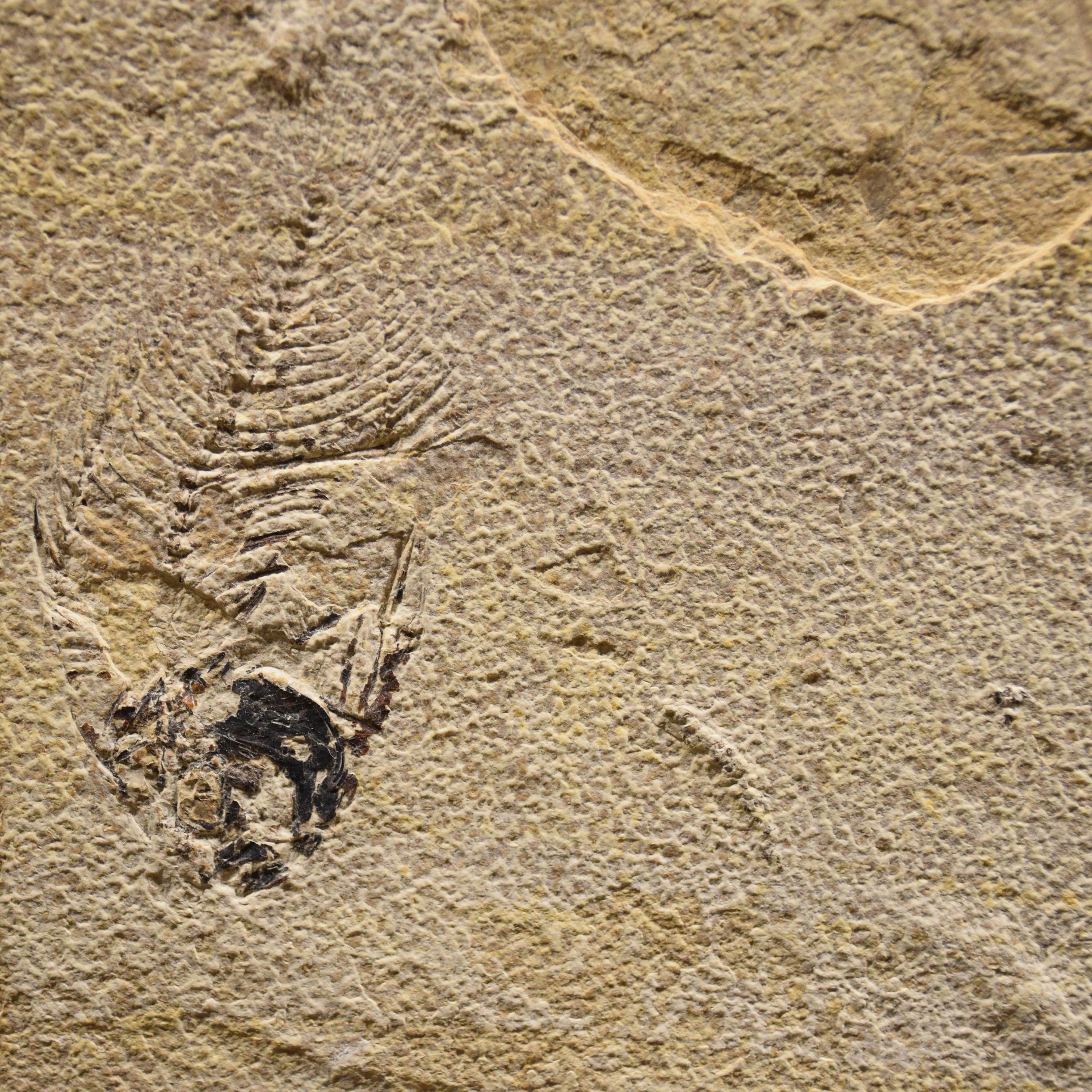 Organic Material 50 Million Year Old Fossil Fish Mural from the Green River Formation, Wyoming