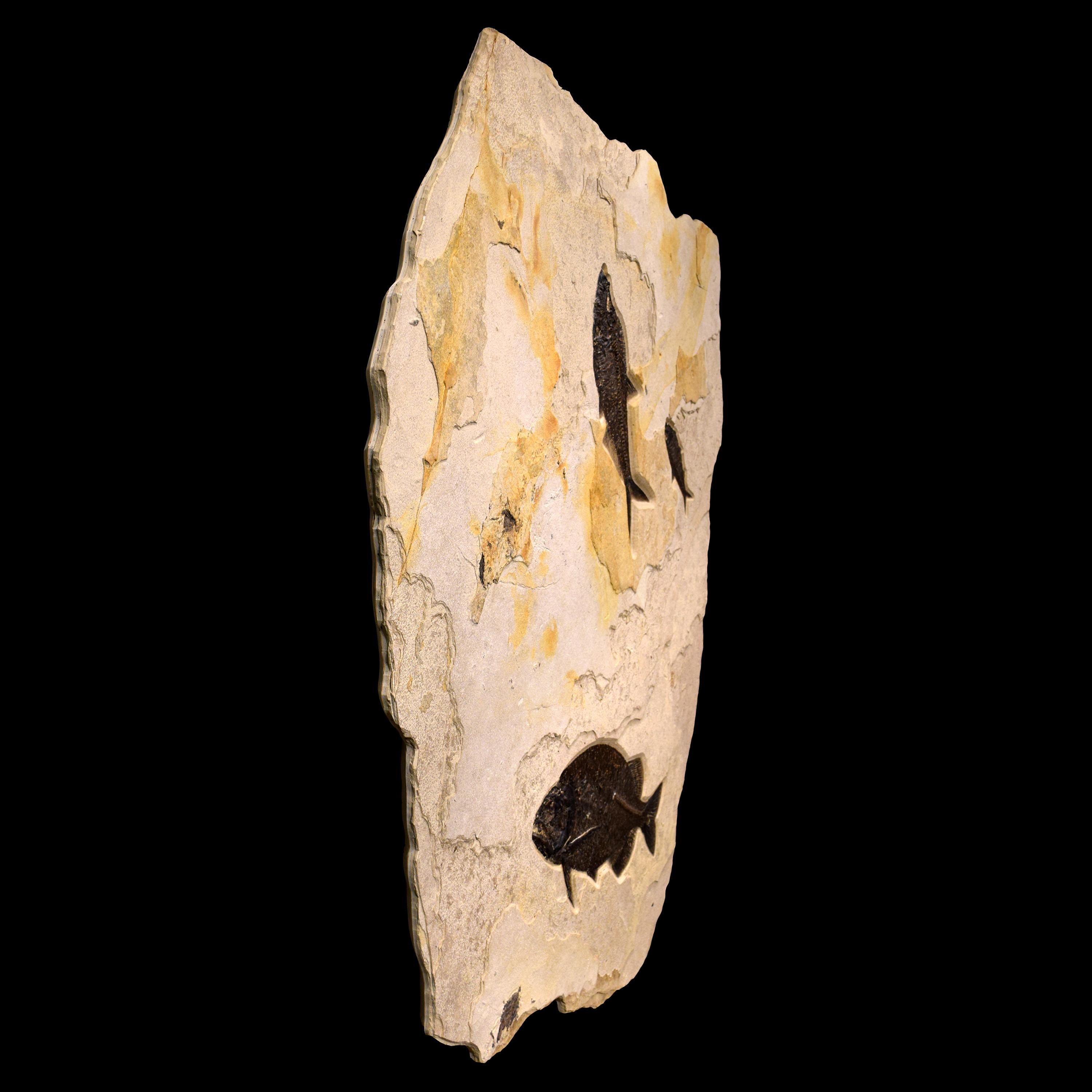Organic Material 50 Million Year Old Fossil Fish Mural from the Green River Formation, Wyoming