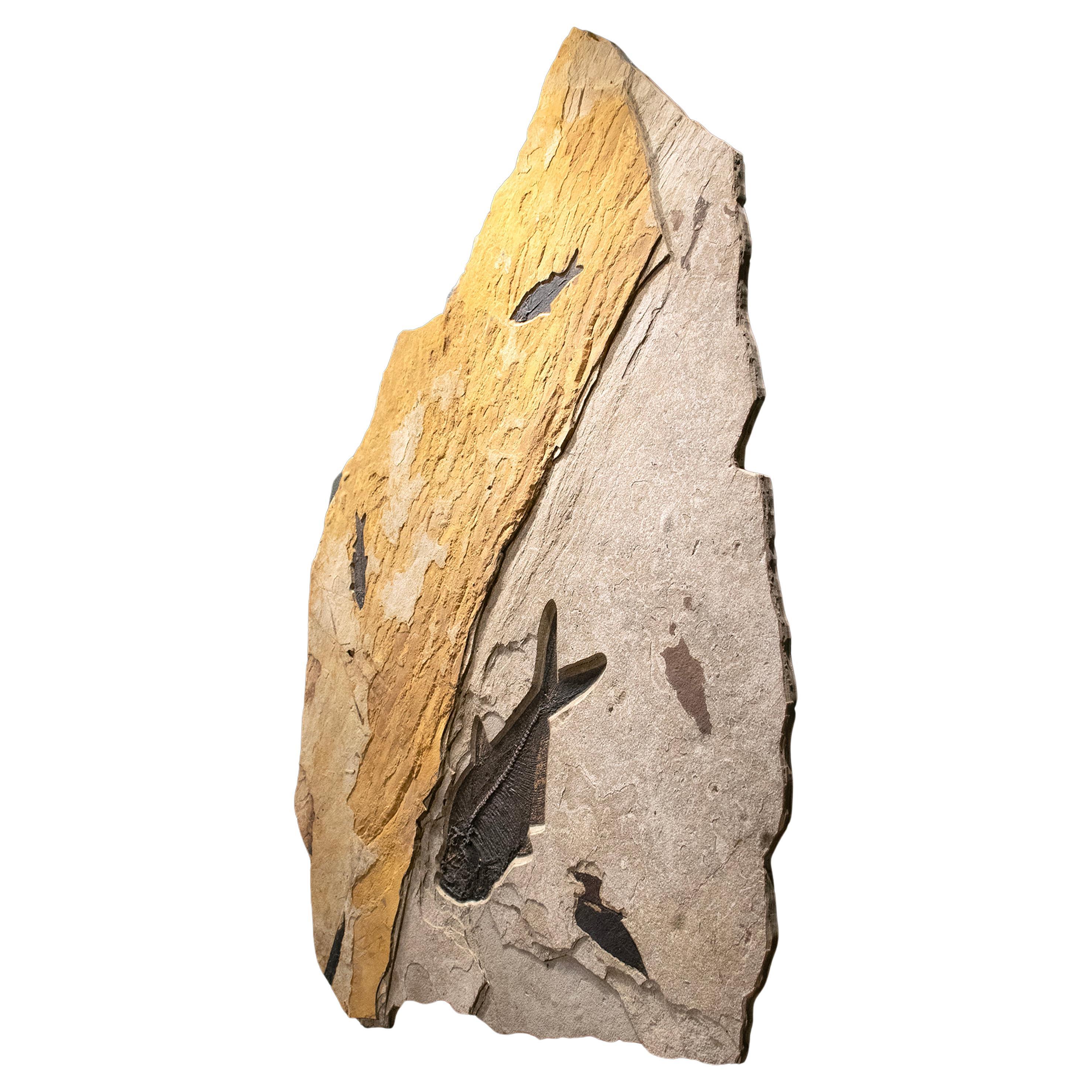 Materiale organico Murale di pesce fossile di 50 milioni di anni fa dalla Formazione del Green River, Wyoming in vendita