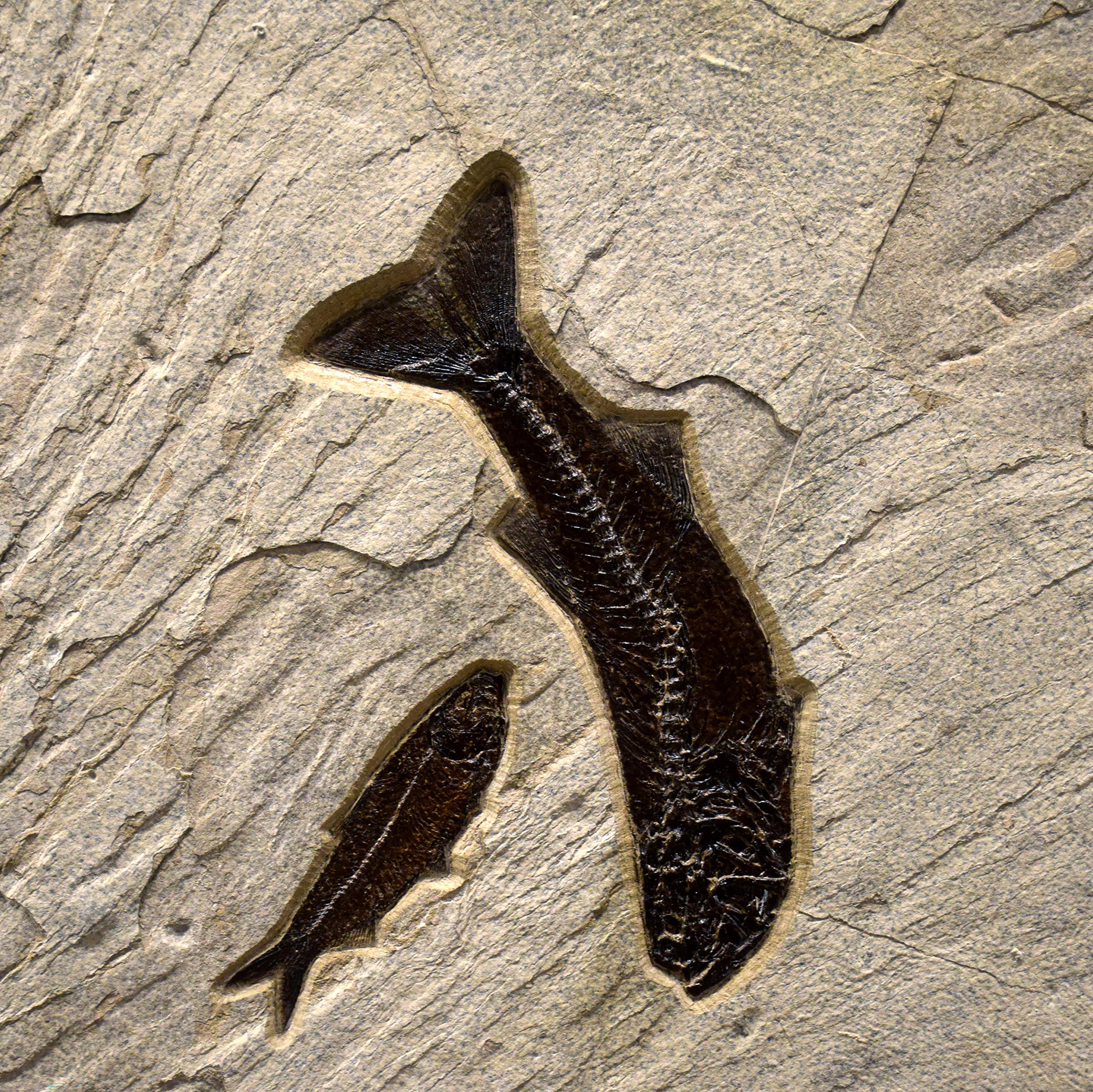 Organic Material 50 Million Year Old Fossil Fish Mural from the Green River Formation, Wyoming For Sale