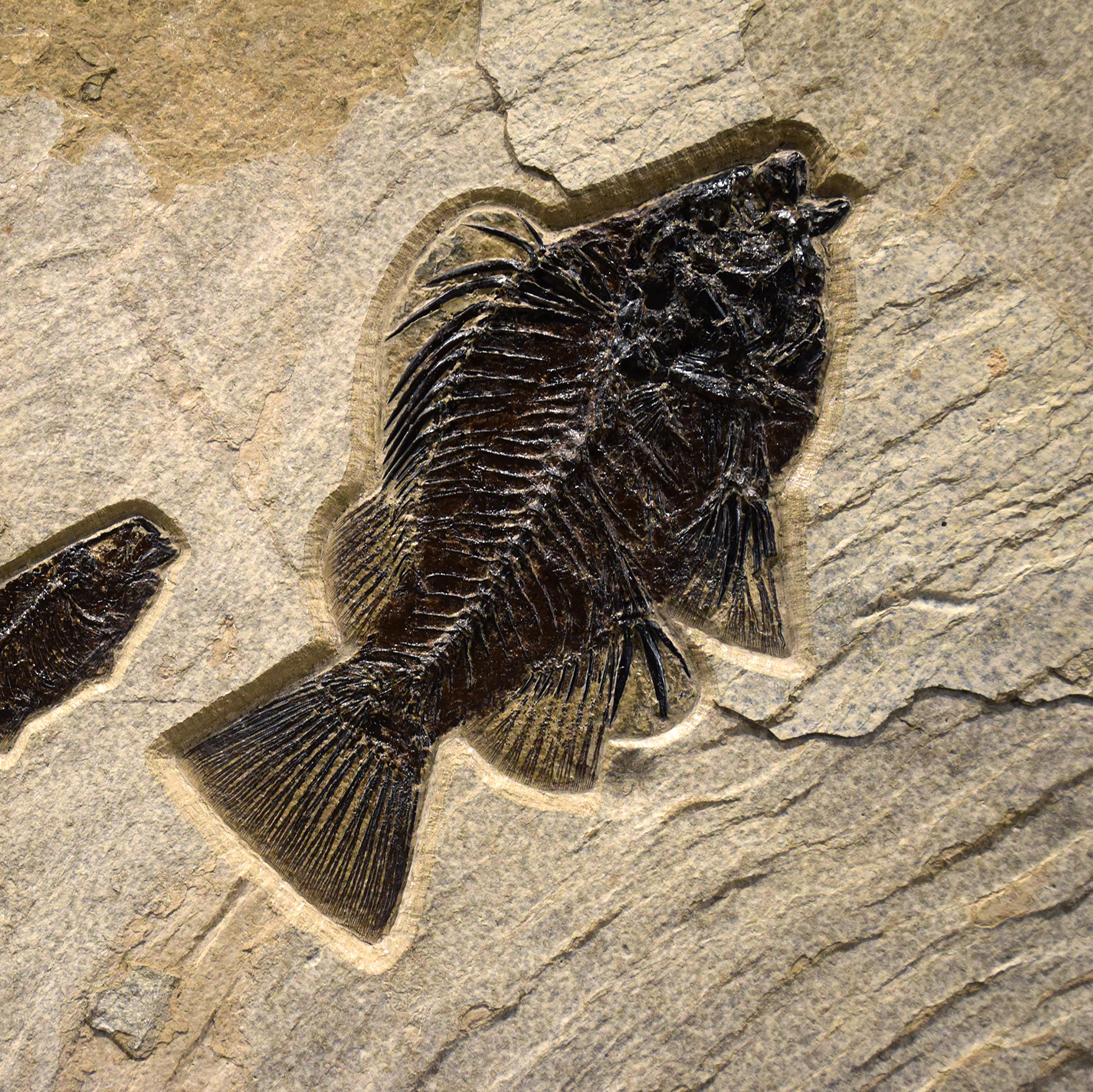 50 Million Year Old Fossil Fish Mural from the Green River Formation, Wyoming For Sale 1