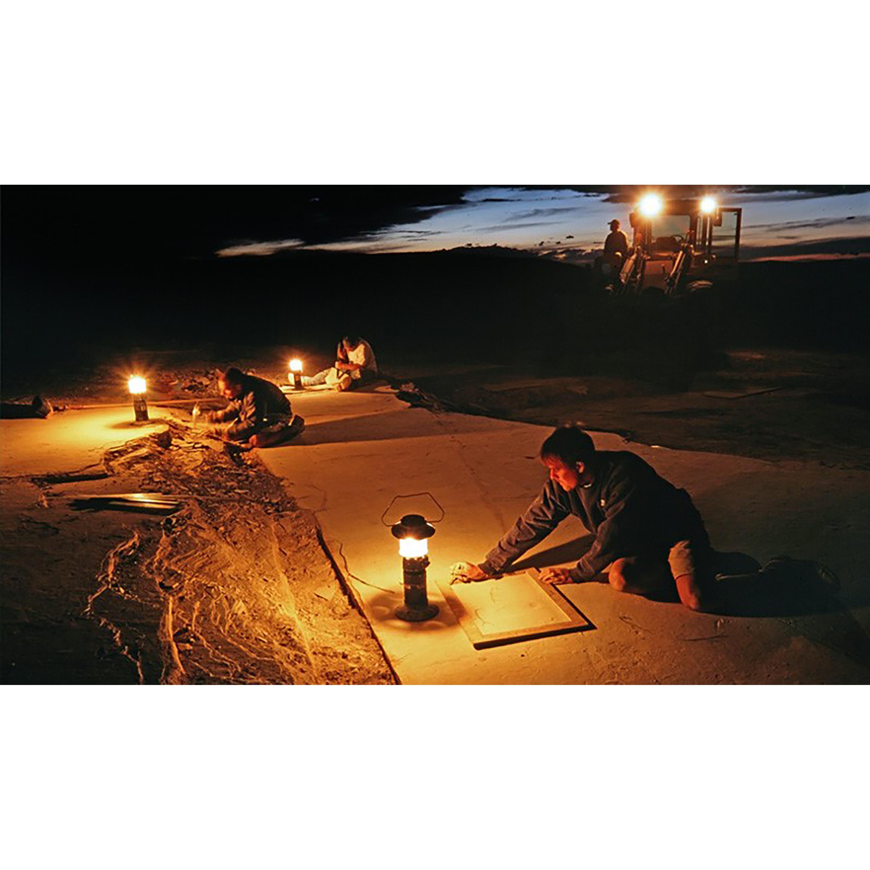 Peinture murale d'un poisson fossile vieux de 50 millions d'années provenant de la formation de Green River, Wyoming en vente 3
