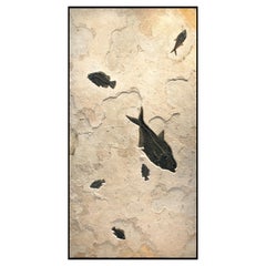50 Million Year Old Fossil Fish Mural from the Green River Formation, Wyoming