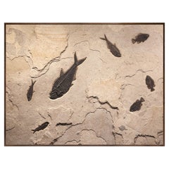50 Million Year Old Fossil Fish Mural from the Green River Formation, Wyoming