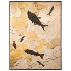 50 Million Year Old Fossil Fish Mural from the Green River Formation, Wyoming