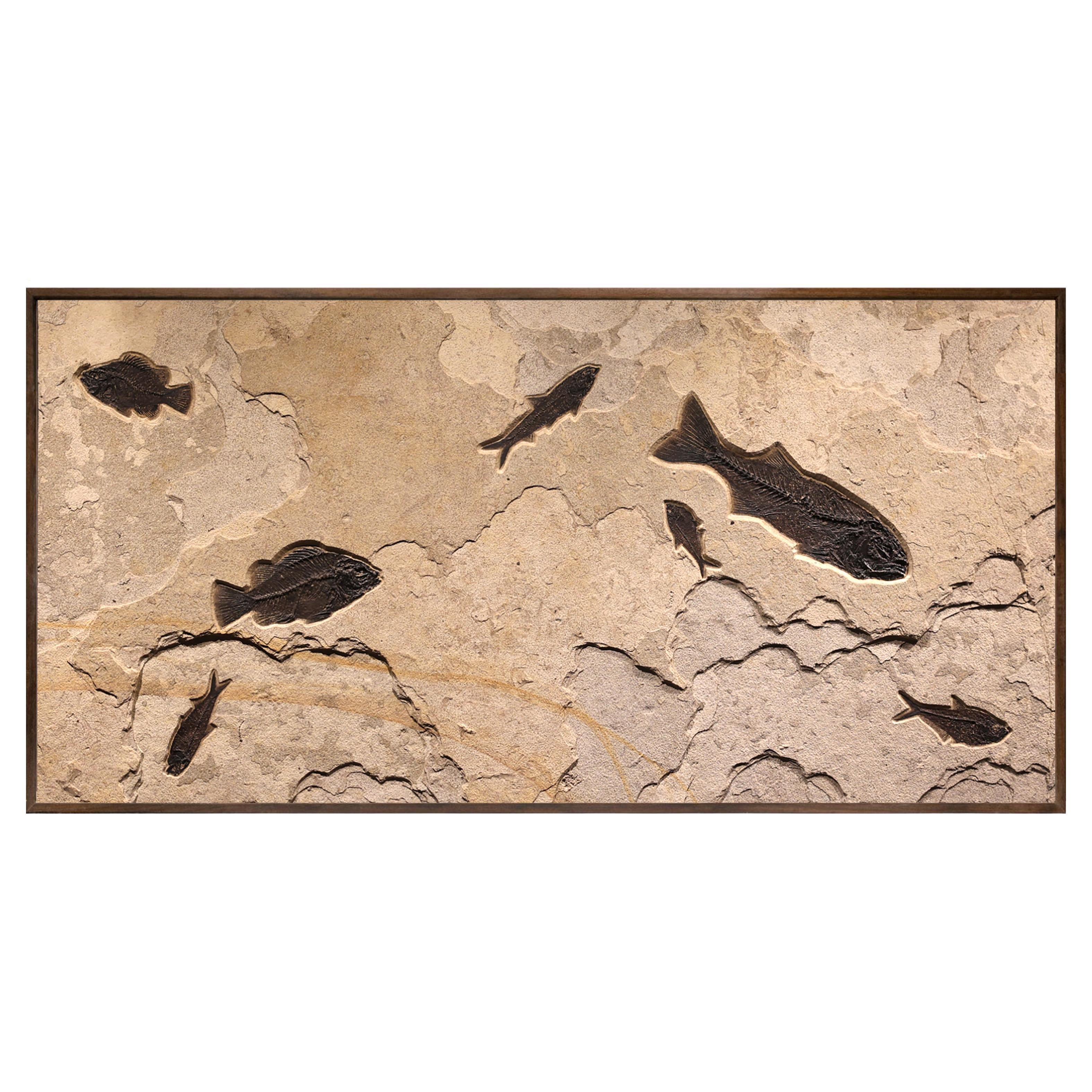 50 Million Year Old Fossil Fish Mural from the Green River Formation, Wyoming For Sale