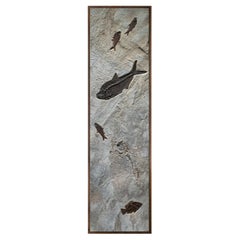 50 Millionen Jahre alte Fossil-Fisch-Wandmalerei aus der Formation des grünen Flusses, Wyoming