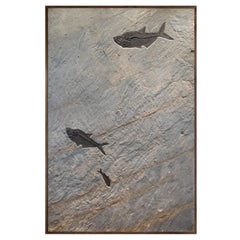 Antique 50 Million Year Old Fossil Fish Mural from the Green River Formation, Wyoming