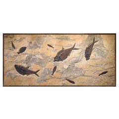 50 Million Year Old Fossil Fish Mural from the Green River Formation, Wyoming