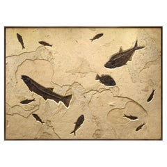 50 Million Year Old Fossil Fish Mural from the Green River Formation, Wyoming