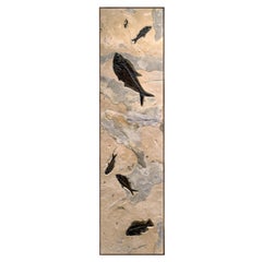 50 Million Year Old Fossil Fish Mural from the Green River Formation, Wyoming