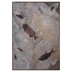 50 Million Year Old Fossil Fish Mural from the Green River Formation, Wyoming