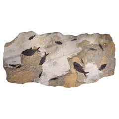 50 Million Year Old Fossil Fish Mural from the Green River Formation, Wyoming