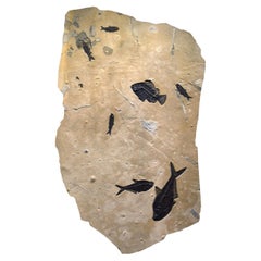 50 Million Year Old Fossil Fish Mural from the Green River Formation, Wyoming