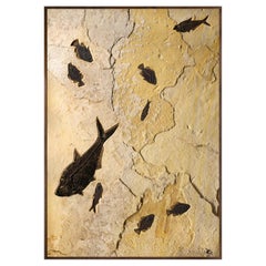 50 Million Year Old Fossil Fish Mural from the Green River Formation, Wyoming