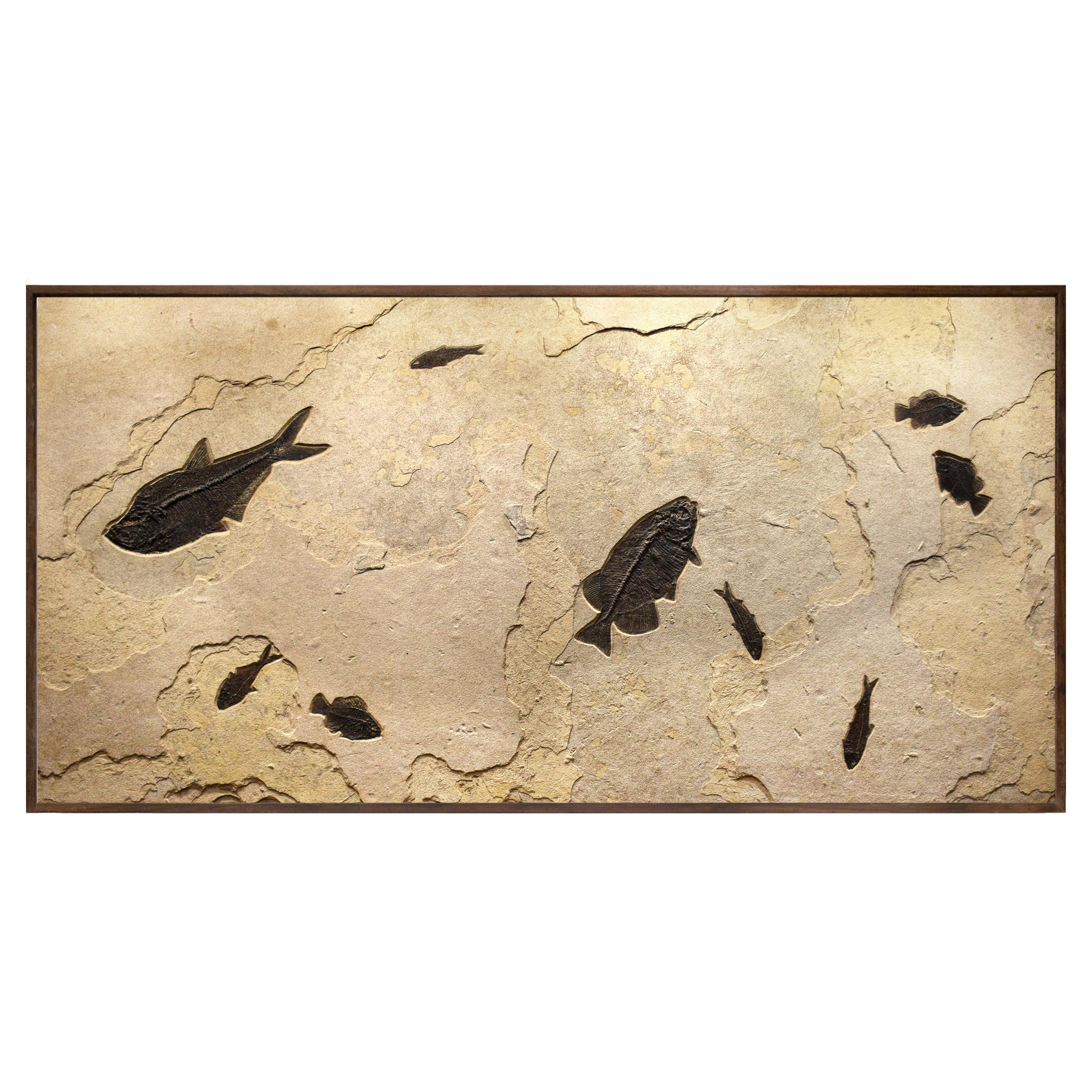 50 Million Year Old Fossil Fish Mural from the Green River Formation, Wyoming