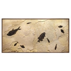 50 Million Year Old Fossil Fish Mural from the Green River Formation, Wyoming