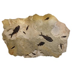 50 Million Year Old Fossil Fish Mural from the Green River Formation, Wyoming