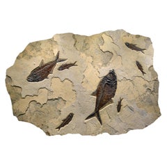 50 Million Year Old Fossil Fish Mural from the Green River Formation, Wyoming