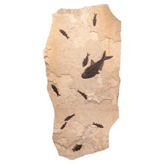 50 Million Year Old Fossil Fish Mural from the Green River Formation, Wyoming