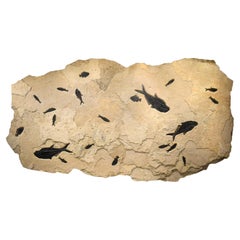 50 Million Year Old Fossil Fish Mural from the Green River Formation, Wyoming