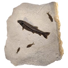 50 Million Year Old Fossil Fish Mural from the Green River Formation, Wyoming