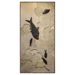 50 Million Year Old Fossil Fish Mural from the Green River Formation, Wyoming