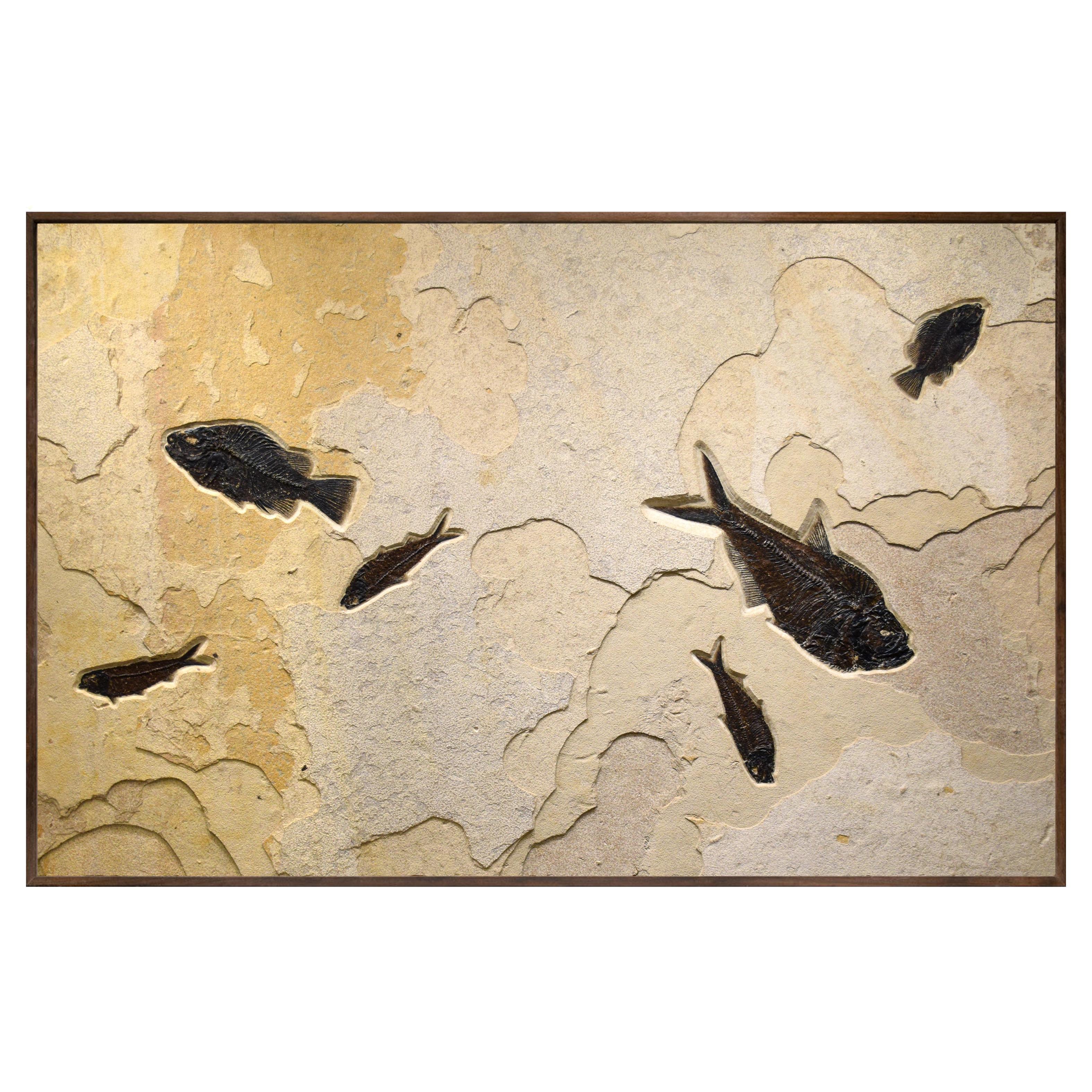50 Million Year Old Fossil Fish Mural from the Green River Formation, Wyoming
