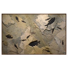 50 Million Year Old Fossil Fish Mural from the Green River Formation, Wyoming