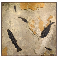 50 Million Year Old Fossil Fish Mural from the Green River Formation, Wyoming