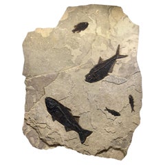 50 Million Year Old Fossil Fish Mural from the Green River Formation, Wyoming