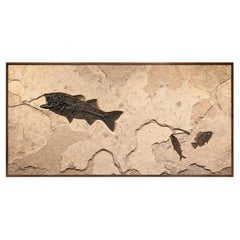 50 Million Year Old Fossil Fish Mural from the Green River Formation, Wyoming