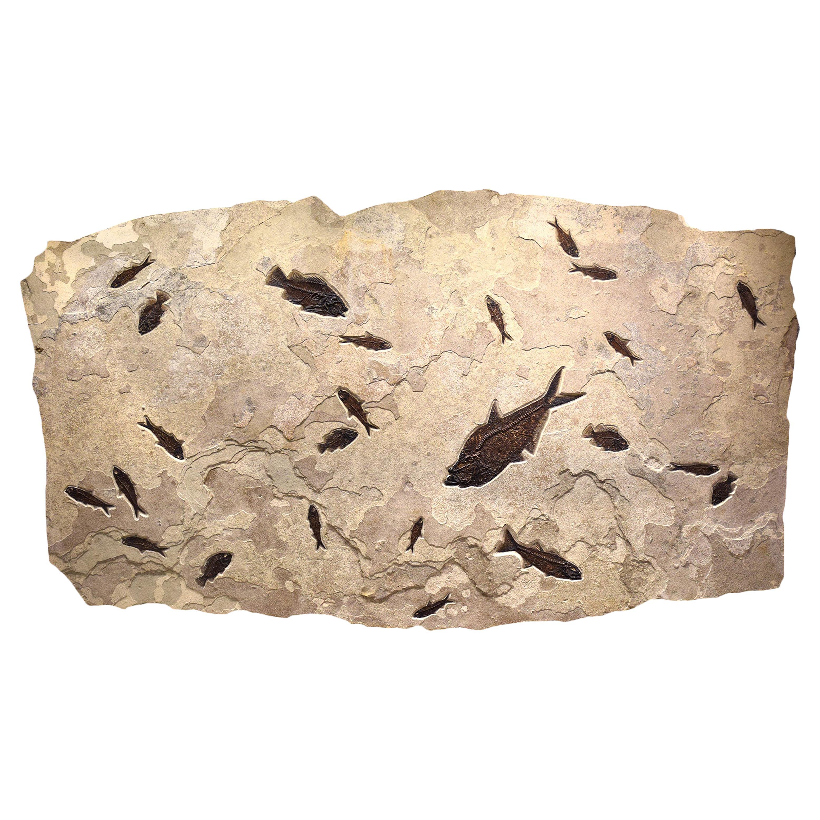 Murale di pesce fossile di 50 milioni di anni fa dalla Formazione del Green River, Wyoming