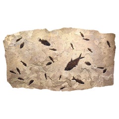 50 Million Year Old Fossil Fish Mural from the Green River Formation, Wyoming