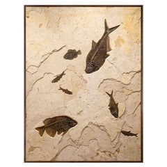 50 Million Year Old Fossil Fish Mural from the Green River Formation, Wyoming
