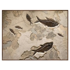 50 Million Year Old Fossil Fish Mural from the Green River Formation, Wyoming