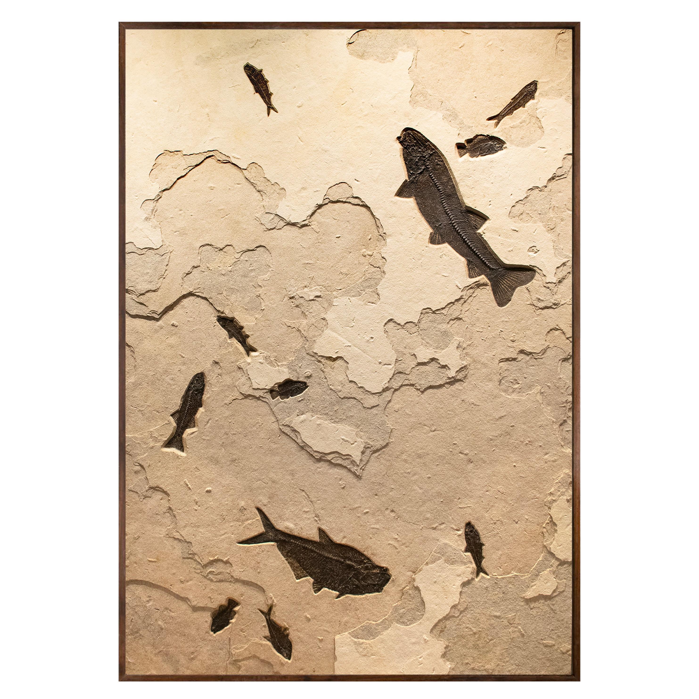 50 Million Year Old Fossil Fish Mural from the Green River Formation, Wyoming