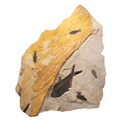 50 Million Year Old Fossil Fish Mural from the Green River Formation, Wyoming